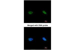 ICC/IF Image Immunofluorescence analysis of paraformaldehyde-fixed HeLa, using BCCIP , antibody at 1:200 dilution. (BCCIP antibody  (C-Term))