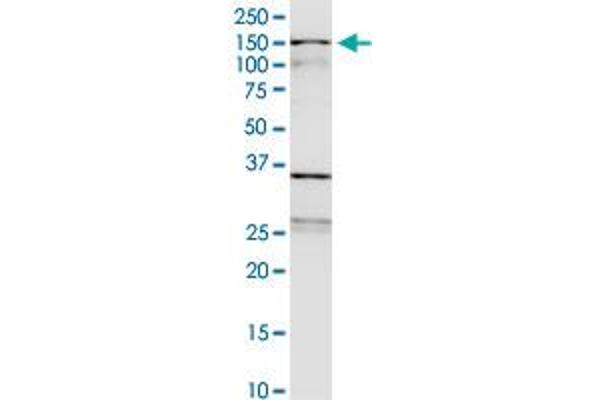 WDHD1 antibody  (AA 1031-1128)