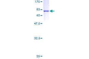 CKMT2 Protein (AA 1-419) (GST tag)