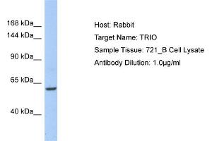 Host: Rabbit Target Name: TRIO Sample Type: 721_B Whole Cell lysates Antibody Dilution: 1. (TRIO antibody  (C-Term))