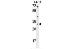 CTSZ Antibody (N-term) western blot analysis in T47D cell line lysates (35µg/lane). (Cathepsin Z antibody  (N-Term))