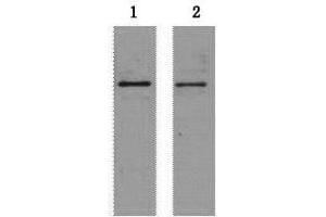 Western Blot analysis of 2 μg S-Tag fusion protein using S-Tag Monoclonal Antibody at dilution of 1) 1:5000 2) 1:10000. (S-Tag antibody)