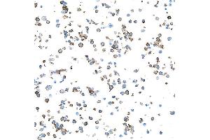 Immunocytochemistry (ICC) image for anti-Egf-Like Module Containing, Mucin-Like, Hormone Receptor-Like 1 (EMR1) (AA 28-225) antibody (ABIN7455124)