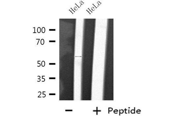 CYP2D6 antibody