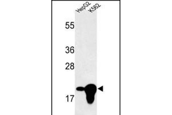 BIN3 antibody  (N-Term)