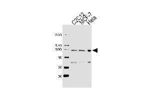 Western blot analysis of lysates from C2C12, MCF-7, Hela cell line (from left to right), using HSP90B1 Antibody (Center) (ABIN655868 and ABIN2845274). (GRP94 antibody  (AA 460-487))