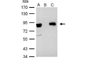 IP Image Ku80(XRCC5) antibody immunoprecipitates Ku80 protein in IP experiments.