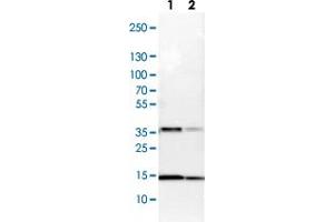 Western blot analysis of Lane 1: NIH-3T3 cell lysate (Mouse embryonic fibroblast cells) Lane 2: NBT-II cell lysate (Rat Wistar bladder tumour cells) with SSBP1 polyclonal antibody  at 1:100-1:250 dilution. (SSBP1 antibody)