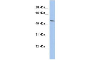 WB Suggested Anti-PTGER3 Antibody Titration:  0. (PTGER3 antibody  (Middle Region))