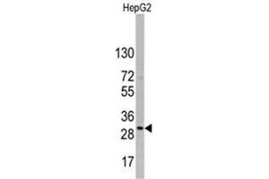 Image no. 1 for anti-CD9 (CD9) (Middle Region) antibody (ABIN357005) (CD9 antibody  (Middle Region))