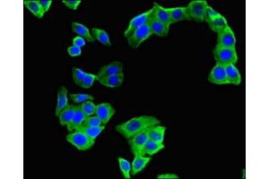 Immunofluorescent analysis of HepG2 cells using ABIN7146624 at dilution of 1:100 and Alexa Fluor 488-congugated AffiniPure Goat Anti-Rabbit IgG(H+L) (ARPP19 antibody  (AA 2-105))