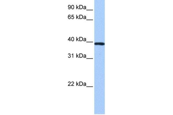 ZNF618 Antikörper  (N-Term)