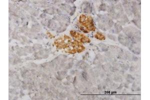 Image no. 1 for anti-Vesicle-Associated Membrane Protein 1 (Synaptobrevin 1) (VAMP1) (AA 28-97) antibody (ABIN598952) (VAMP1 antibody  (AA 28-97))