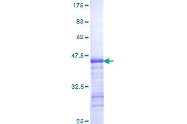 KIF11 Protein (AA 947-1056) (GST tag)