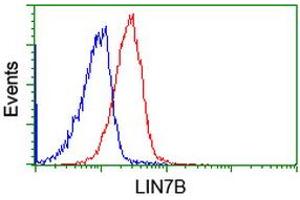 Flow cytometric Analysis of Jurkat cells, using anti-LIN7B antibody (ABIN2453853), (Red), compared to a nonspecific negative control antibody, (Blue).