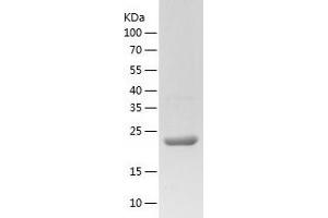 Western Blotting (WB) image for Mitochondrial Ribosome Recycling Factor (MRRF) (AA 56-262) protein (His tag) (ABIN7123986) (MRRF Protein (AA 56-262) (His tag))