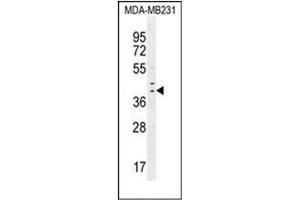 Western blot analysis of IRF1 Antibody (C-term) in MDA-MB231 cell line lysates (35ug/lane).