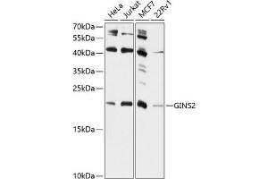 Western blot analysis of extracts of various cell lines, using GINS2 antibody (ABIN6131700, ABIN6141087, ABIN6141088 and ABIN6224916) at 1:1000 dilution. (GINS2 antibody  (AA 1-185))