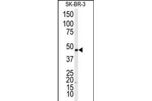 Western blot analysis of anti-ADRB2 Antibody  f in SK-BR-3 cell line lysates (35 μg/lane). (beta 2 Adrenergic Receptor antibody  (AA 364-393))