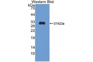 Western Blotting (WB) image for anti-Follistatin (FST) (AA 35-283) antibody (ABIN3208716)