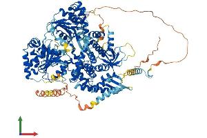 AlphaFold protein structure predicition of Human Recombinant DHX36 Protein, UniprotID Q9H2U1 (DHX36 Protein (AA 1-1008) (His tag))