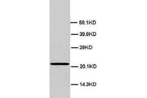 Western blot analysis of rat testis tissue lysate. (HMGB4 antibody  (N-Term))