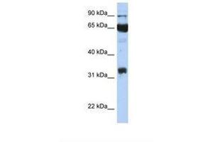 Image no. 1 for anti-Prostaglandin-Endoperoxide Synthase 1 (Prostaglandin G/H Synthase and Cyclooxygenase) (PTGS1) (AA 218-267) antibody (ABIN6738004) (PTGS1 antibody  (AA 218-267))