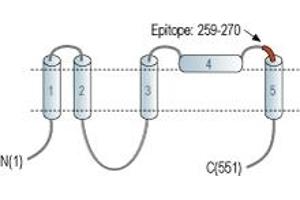 Representative domain view of the target of ABIN7884788.