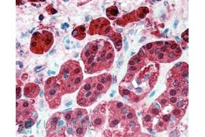 ABIN185729 (5µg/ml) staining of paraffin embedded Human Adrenal Gland. (PEBP1 antibody  (Internal Region))