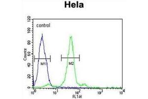 Flow cytometric analysis of Hela cells using Folate receptor alpha Antibody (N-term) Cat. (FOLR1 antibody  (N-Term))