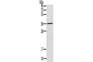 Gel: 10 % SDS-PAGE, Lysate: 40 μg, Lane: Mouse liver tissue, Primary antibody: ABIN7192980(UBXN2A Antibody) at dilution 1/200, Secondary antibody: Goat anti rabbit IgG at 1/8000 dilution, Exposure time: 10 seconds (UBXN2A antibody)