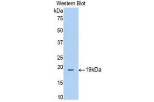 Western Blotting (WB) image for anti-Thrombospondin 1 (THBS1) (AA 327-478) antibody (ABIN1860742) (Thrombospondin 1 antibody  (AA 327-478))