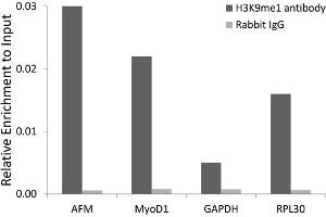 Chromatin immunoprecipitation analysis extracts of 293 cell line, using Monomethyl-Histone H3-K9 antibody (ABIN5969805) and rabbit IgG. (Histone 3 antibody  (H3K9me))