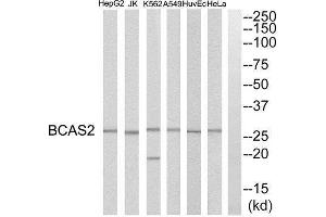 Western Blotting (WB) image for anti-Breast Carcinoma Amplified Sequence 2 (BCAS2) (C-Term) antibody (ABIN1850942) (BCAS2 antibody  (C-Term))
