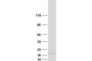 Validation with Western Blot (MafF Protein (Transcript Variant 1) (Myc-DYKDDDDK Tag))