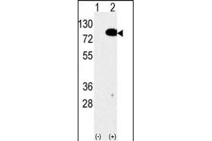 Western blot analysis of anti-EIF4B Antibody (C-term) Pab (ABIN6242301 and ABIN6577381) in 293 cell line lysates transiently transfected with the EIF4B gene (2 μg/lane). (EIF4B antibody  (C-Term))