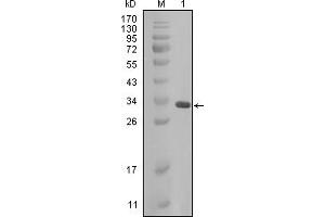 Western Blotting (WB) image for anti-Crystallin, alpha B (CRYAB) (AA 1-175) antibody (ABIN2464040) (CRYAB antibody  (AA 1-175))