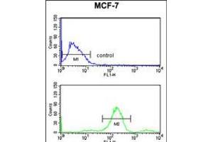 Flow cytometry analysis of MCF-7 cells (bottom histogram) compared to a negative control cell (top histogram). (RUVBL1 antibody)