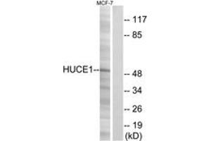 Western blot analysis of extracts from MCF-7 cells, using HUCE1 Antibody. (HUCE1 (AA 271-320) antibody)