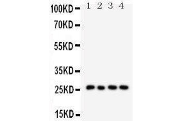 Surfactant Protein A1 antibody  (C-Term)