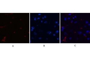 Immunofluorescence analysis of mouse brain tissue. (DDIT3 antibody)