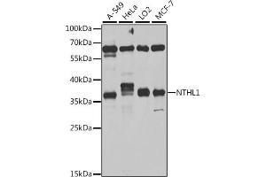 Western blot analysis of extracts of various cell lines, using NTHL1 antibody (ABIN6133465, ABIN6144895, ABIN6144896 and ABIN6222561) at 1:1000 dilution. (Nth Endonuclease III-Like 1 (NTHL1) (AA 1-280) antibody)