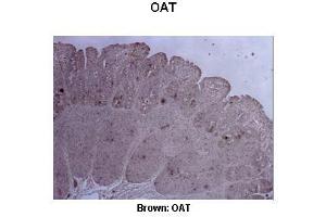 Sample Type :  Pig ileum   Primary Antibody Dilution :   1:500  Secondary Antibody :  Anti-rabbit-biotin, streptavidin-HRP   Secondary Antibody Dilution :   1:500  Color/Signal Descriptions :  Brown: OAT  Gene Name :  OAT  Submitted by :  Juan C. (OAT antibody  (C-Term))