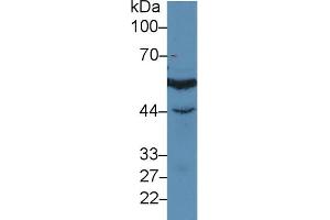 Western blot analysis of Human Jurkat cell lysate, using Human IRF3 Antibody (3 µg/ml) and HRP-conjugated Goat Anti-Rabbit antibody ( (IRF3 antibody  (AA 1-360))