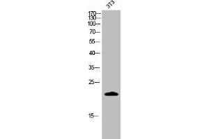 Western Blot analysis of 3T3 cells using Cleaved-Caspase-4 p20 (Q81) Polyclonal Antibody (Caspase 4 antibody  (Cleaved-Gln81))