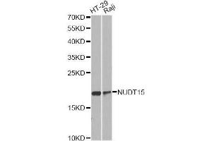 Western blot analysis of extracts of various cell lines, using NUDT15 antibody.