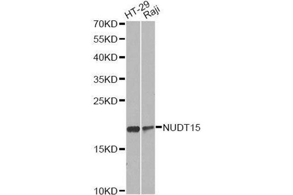 NUDT15 抗体  (AA 1-164)