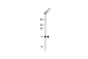 Western blot analysis of lysate from MCF-7 cell line,using POLR2J3 Antibody (N-term) (ABIN1882184 and ABIN2838490).