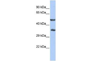 WB Suggested Anti-ZNF414 Antibody Titration:  0.