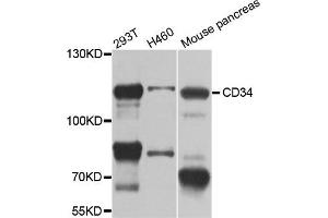 Western blot analysis of extracts of various cell lines, using CD34 antibody. (CD34 antibody)